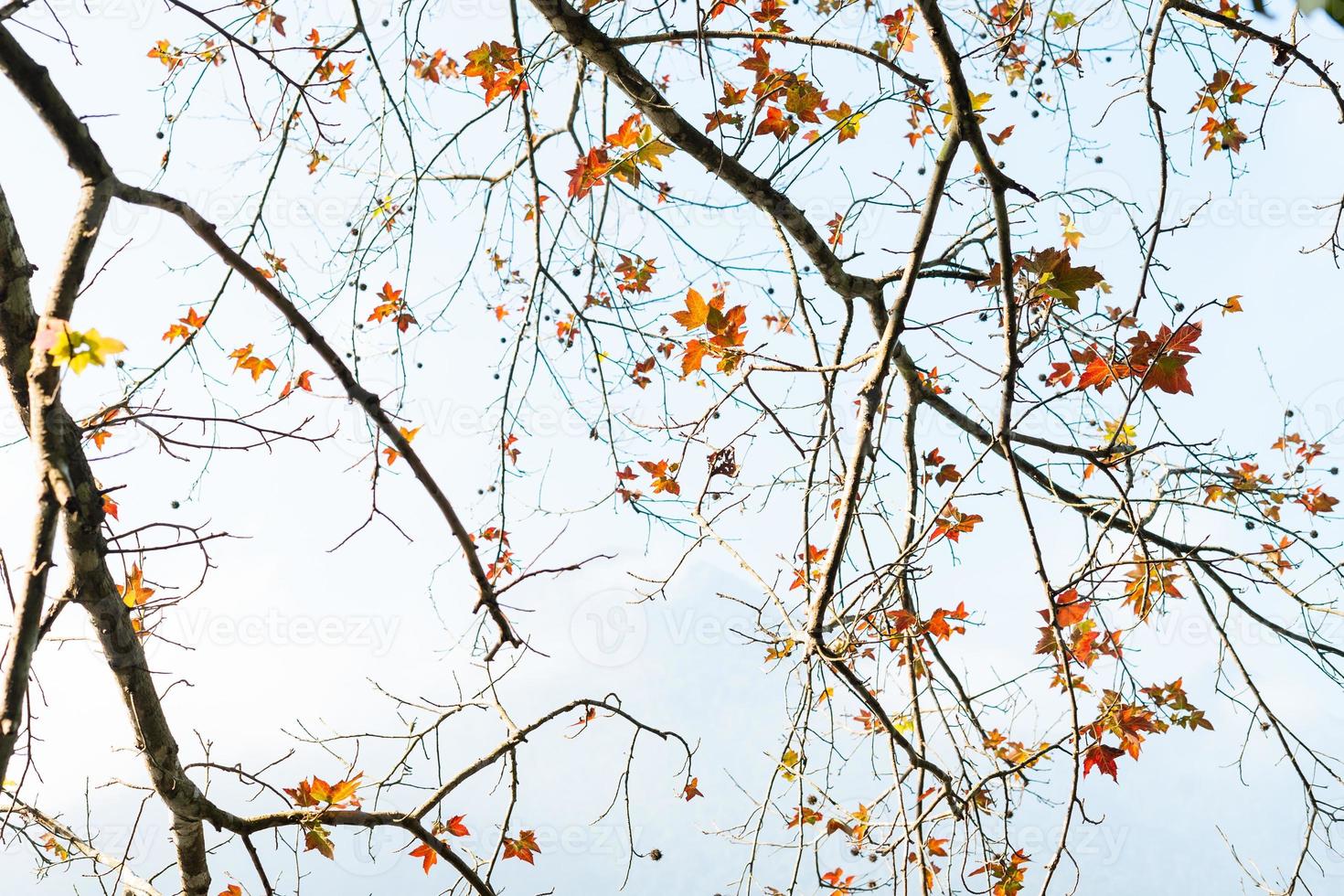 picture of maple leaves by the lake photo