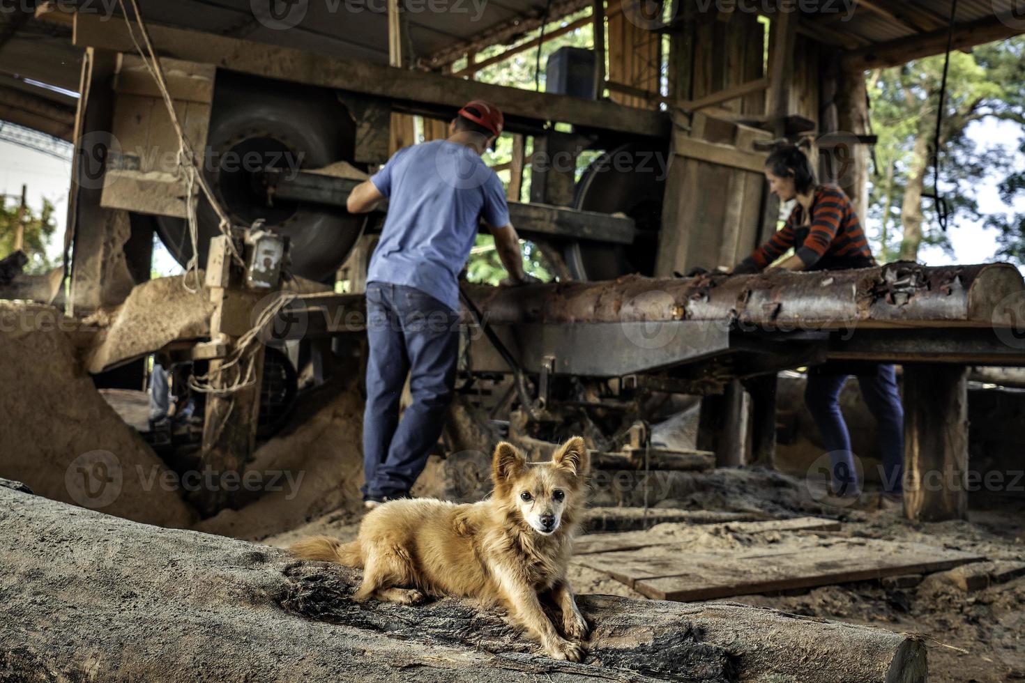 Man and woman working in a sawmill, their pet resting on a log looking at camera. Selective focus on the dog. photo