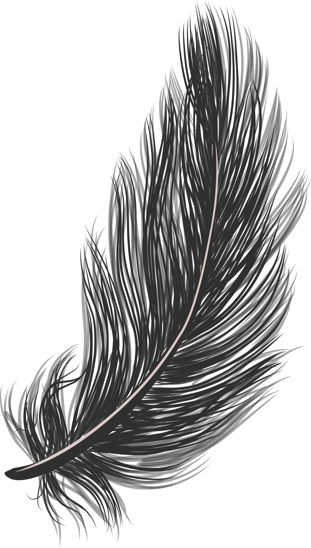 Bird feather isolated. Fluffy feather. 21514245 PNG