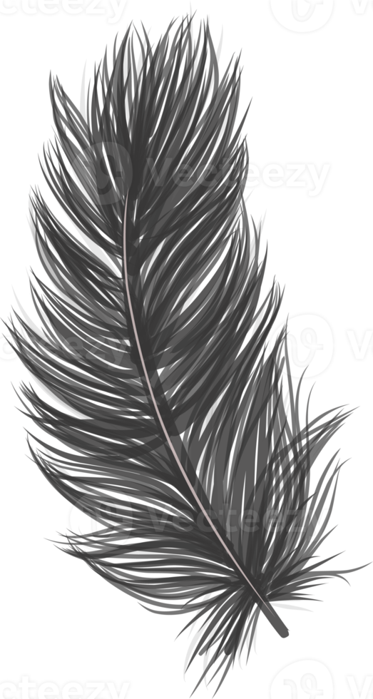 Bird feather isolated. Fluffy feather. png