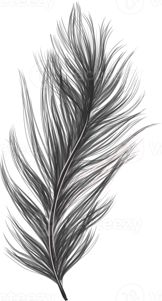 Bird feather isolated. Fluffy feather. png