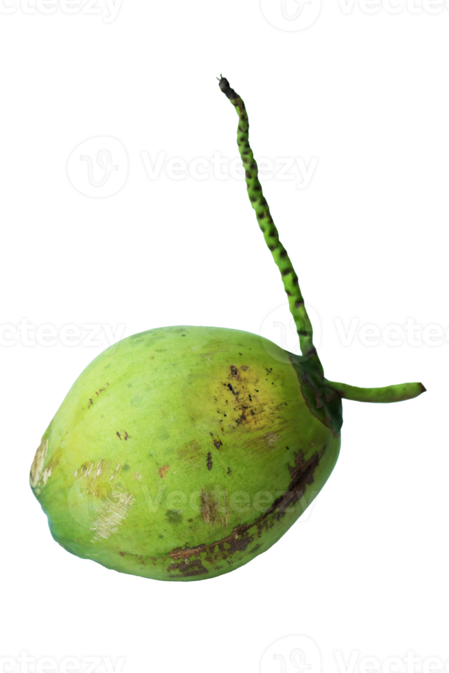 Fresco verde cocos aislado en antecedentes png