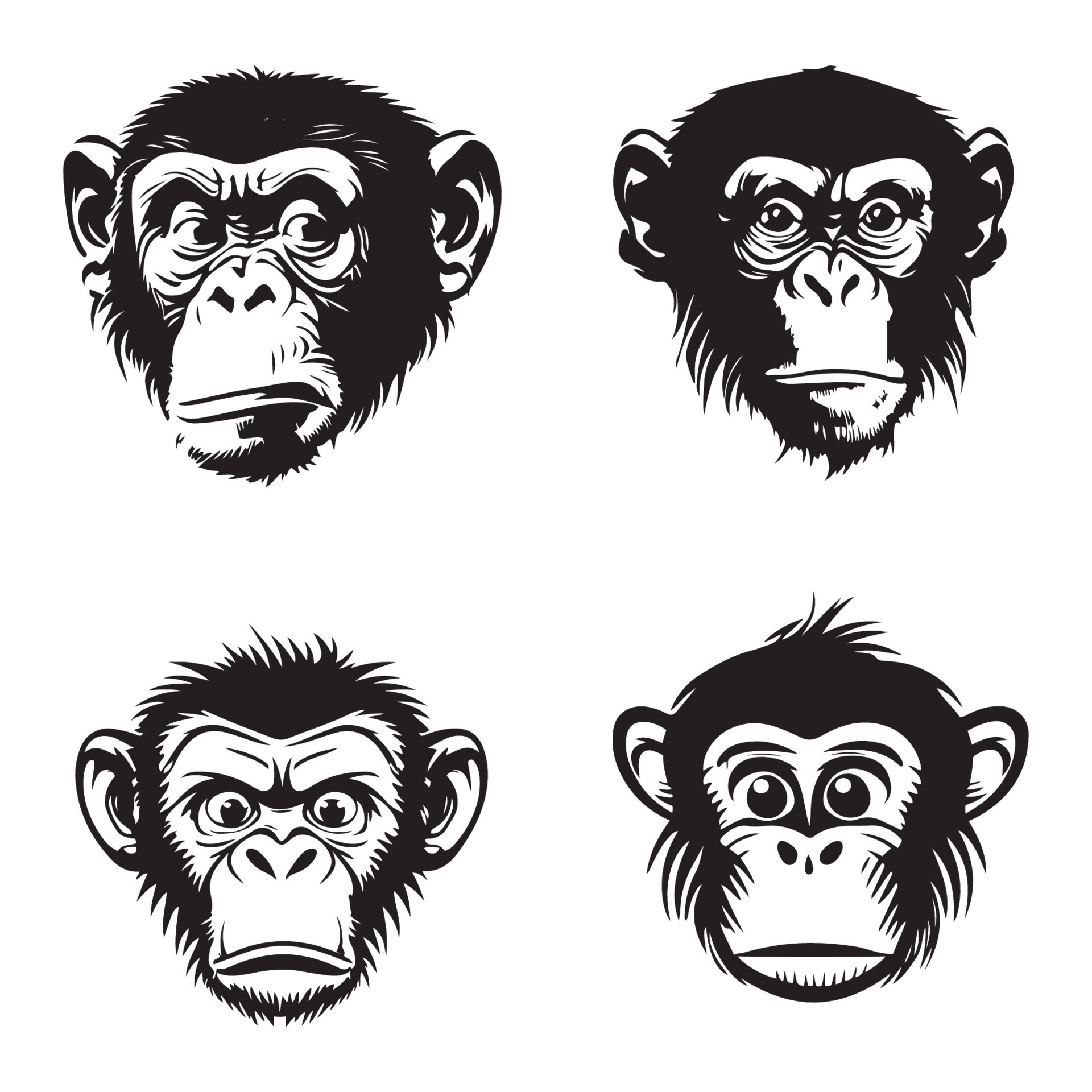 Flat Face Monkey: The Internet'S Newest Obsession? - s44pp1r