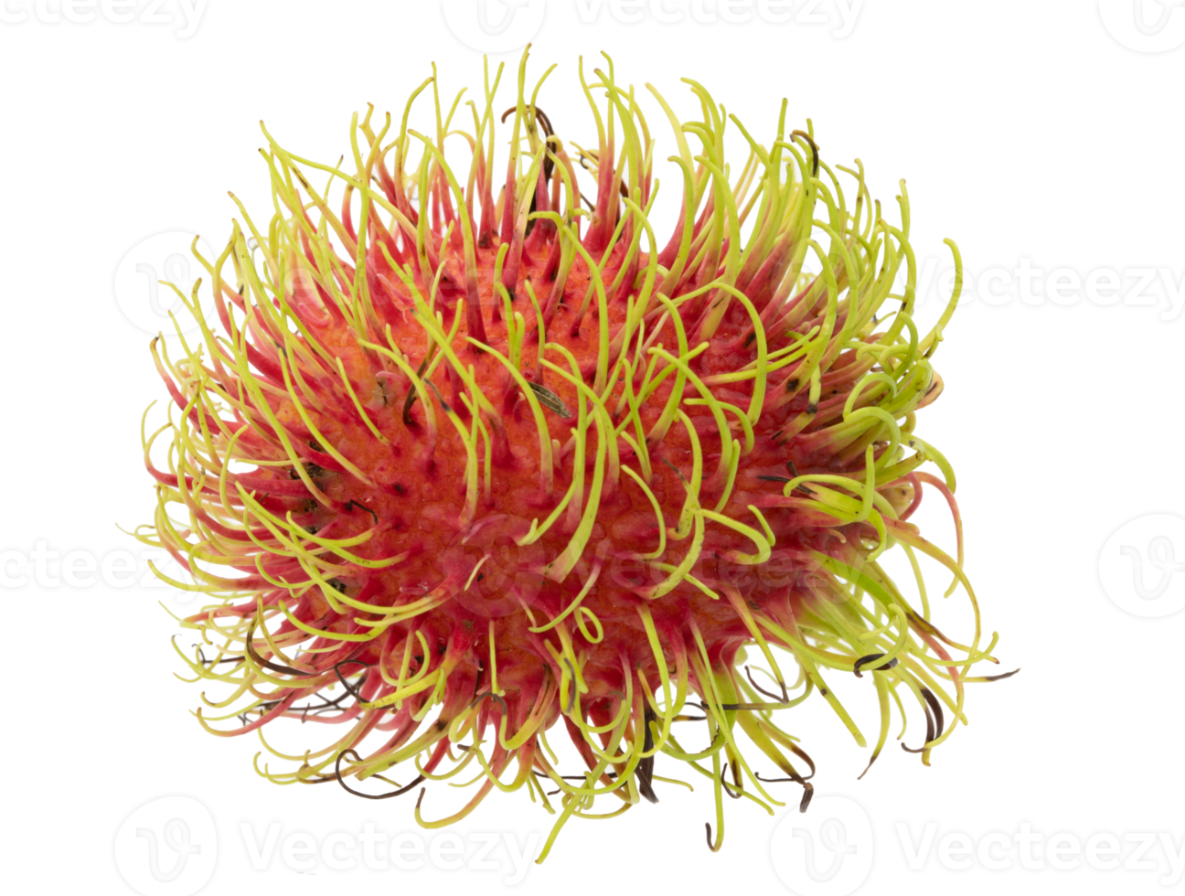 Ripe rambutan on transparent background png file.