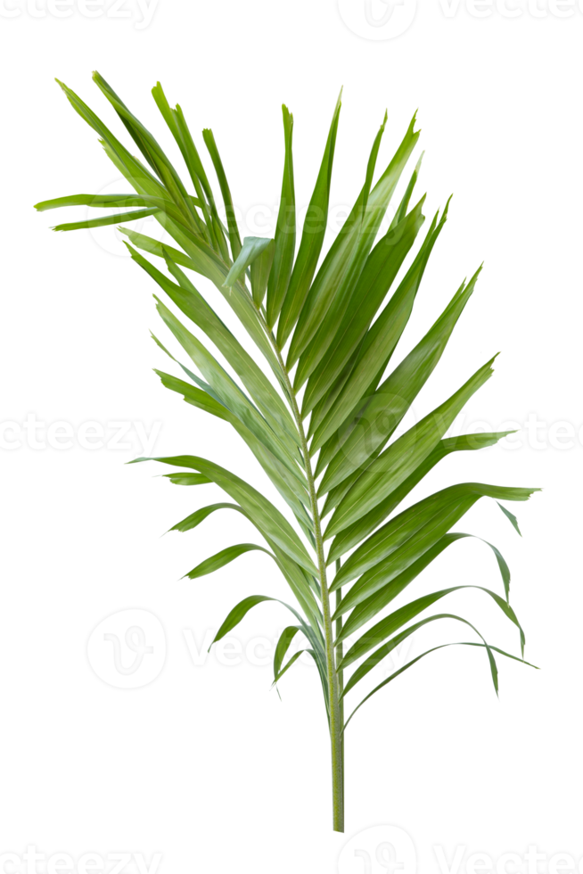 Tropical green leaf of palm tree on transparent background png file
