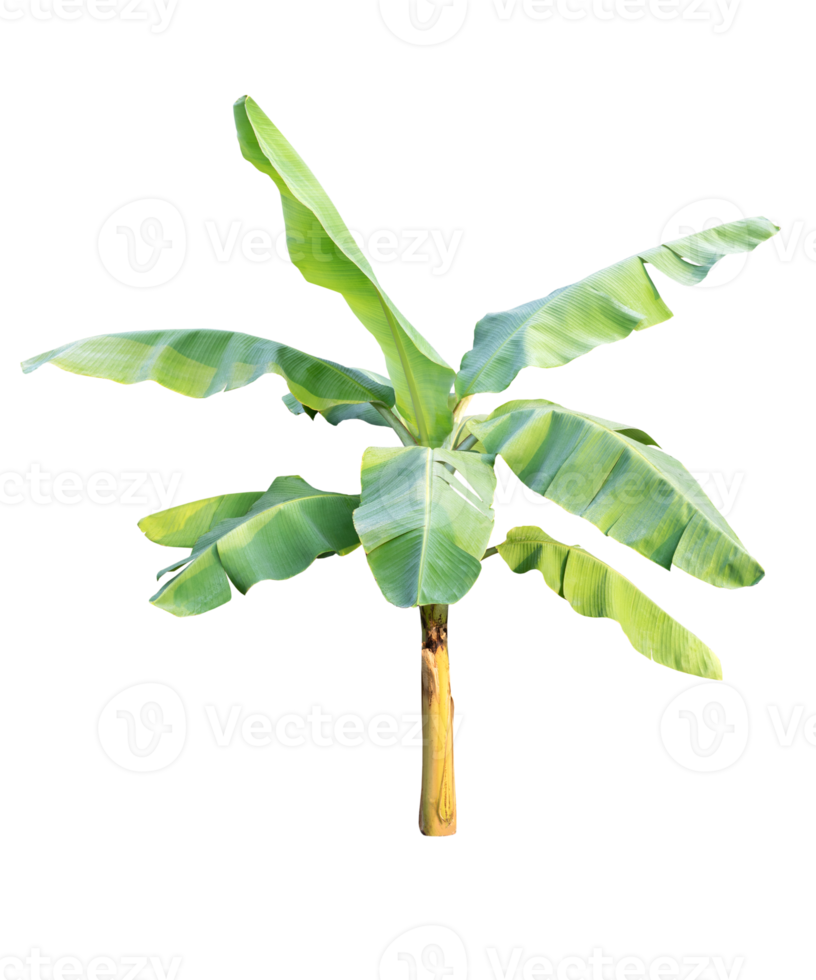 groen banaan boom Aan transparant achtergrond - PNG het dossier