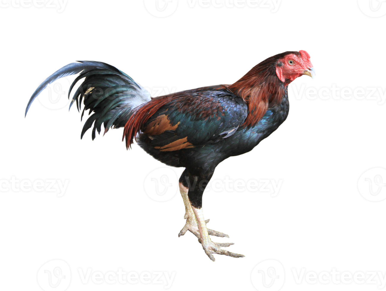 Rooster on transparent background - PNG File