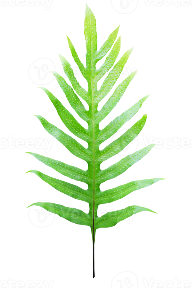 groen varenblad blad Aan transparant achtergrond - PNG het dossier.