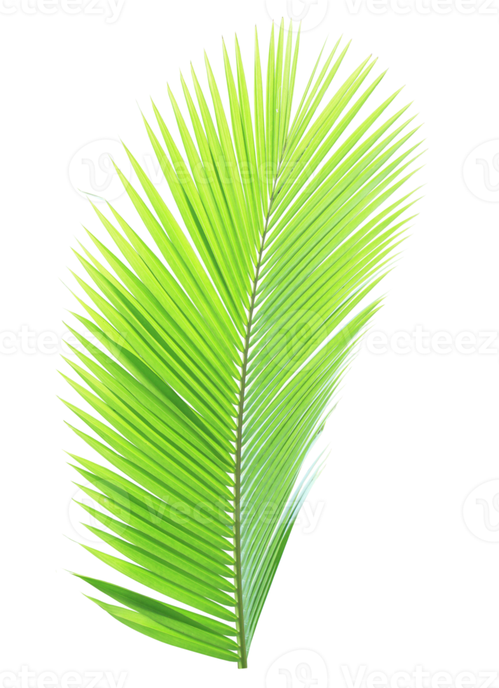 Green coconut leaf on transparent background png