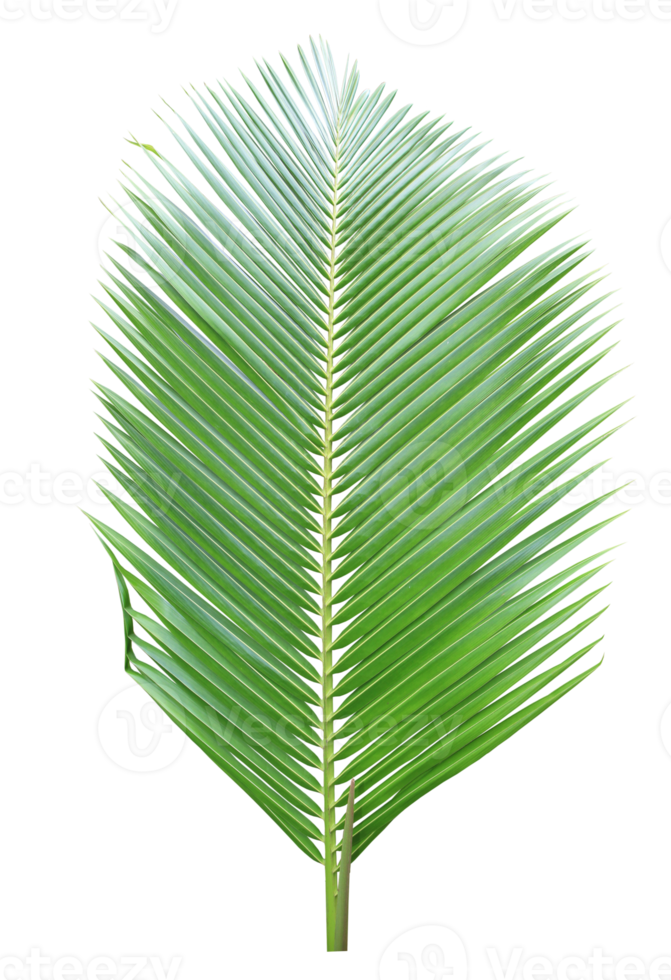 Green coconut leaf on transparent background png