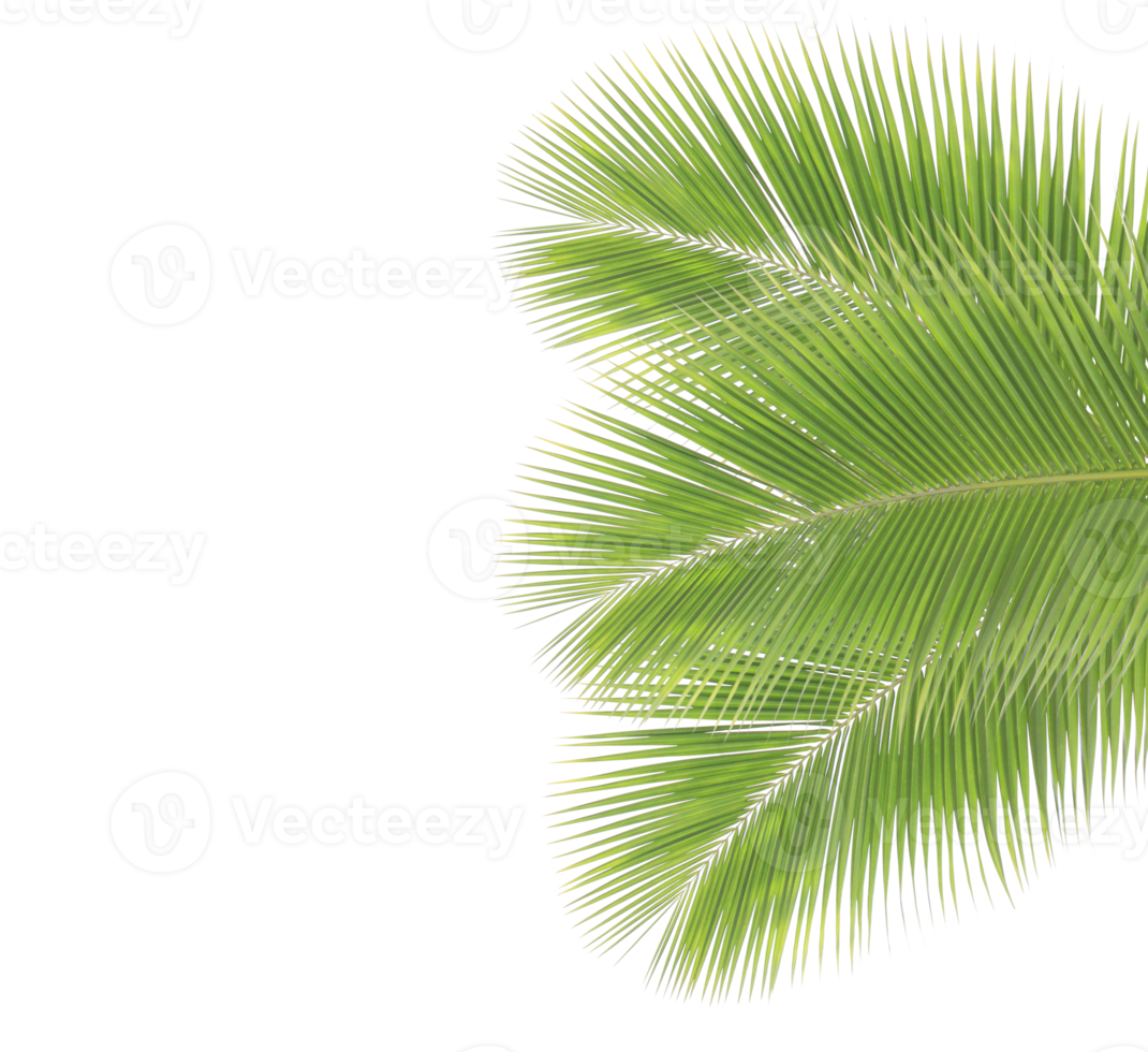 vert noix de coco feuille sur transparent Contexte png