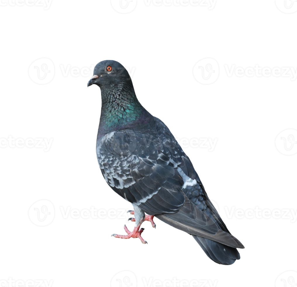 Gray pigeon on transparent background png
