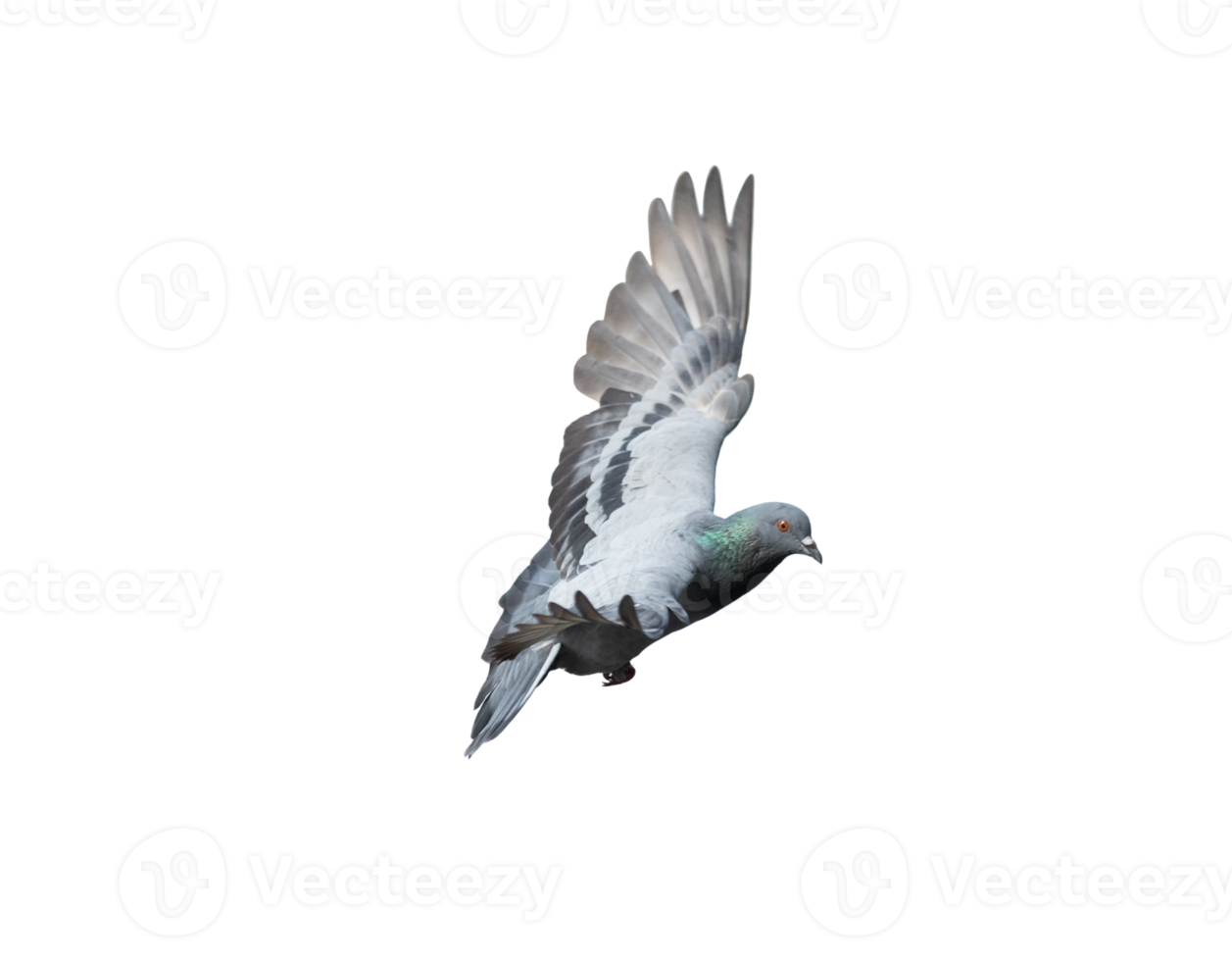 Pigeon in flight on transparent background. png