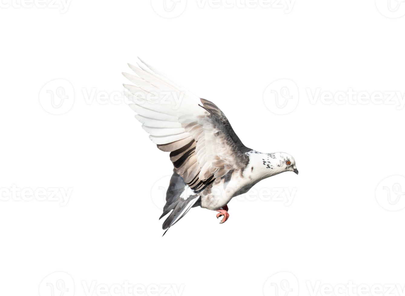 Pigeon in flight on transparent background. png