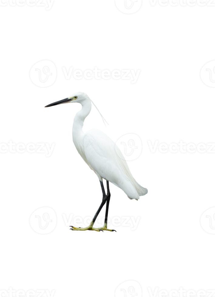 White egret on transparent background - PNG File