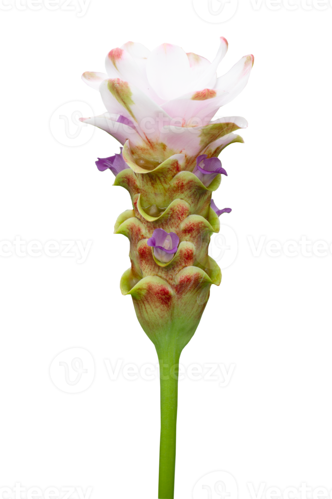 Pink Siam tulip flower isolated on transparent background - PNG File.