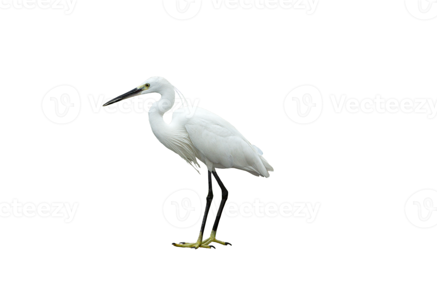 White egret on transparent background - PNG File