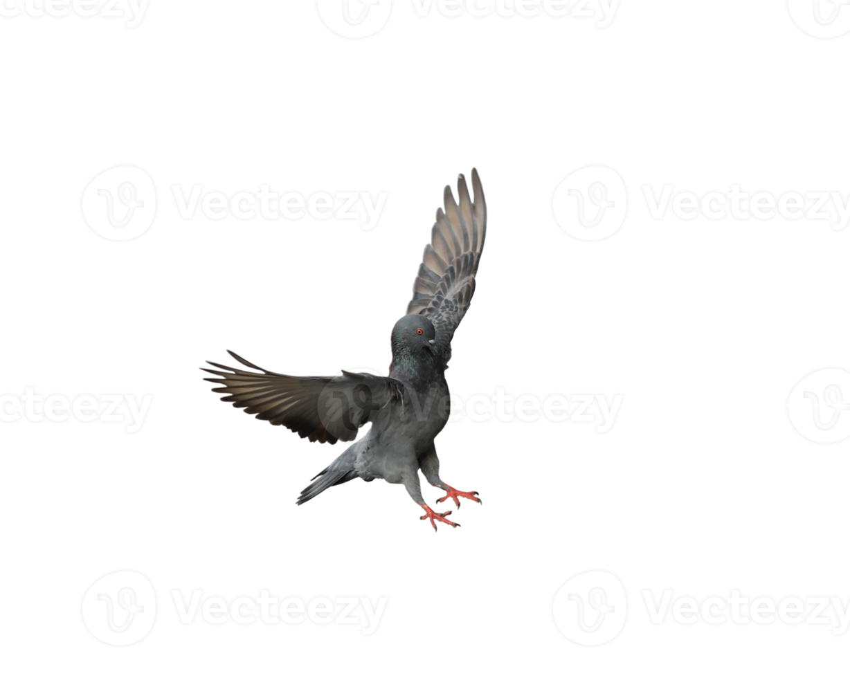 Pigeon in flight on transparent background. png