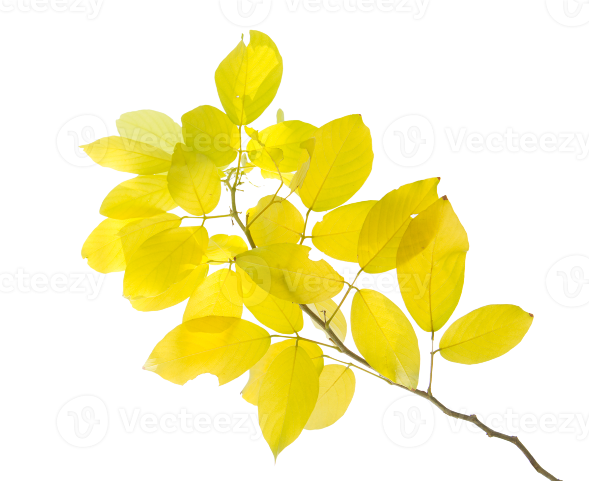 Yellow leaf and branch on transparent background - PNG File