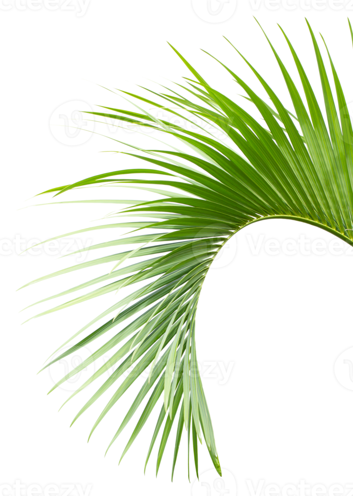 Green palm on transparent background png