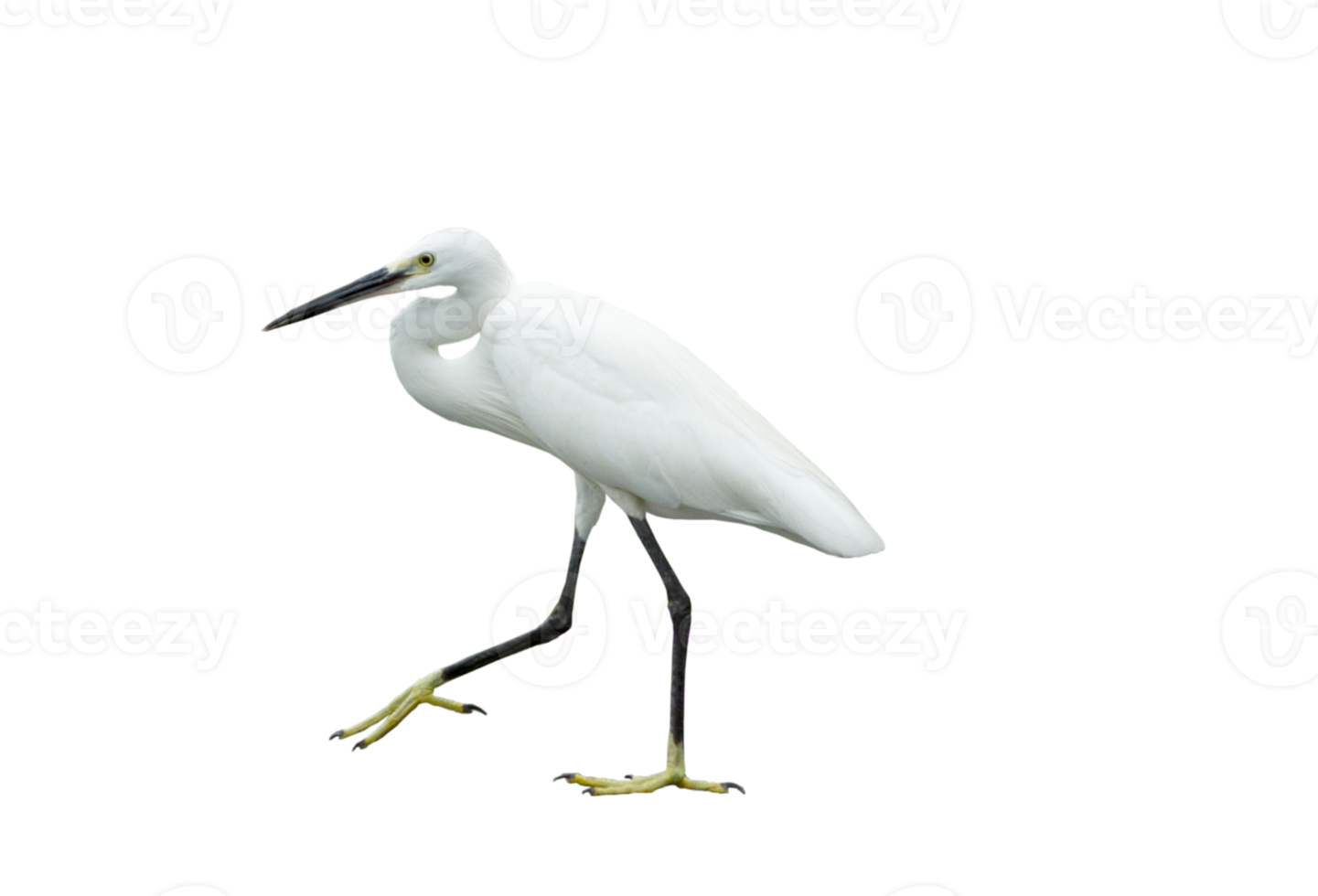 White egret on transparent background - PNG File