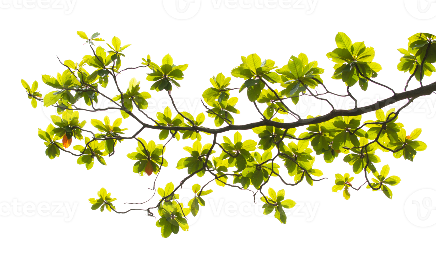 Green leaves and branches on transparent background png