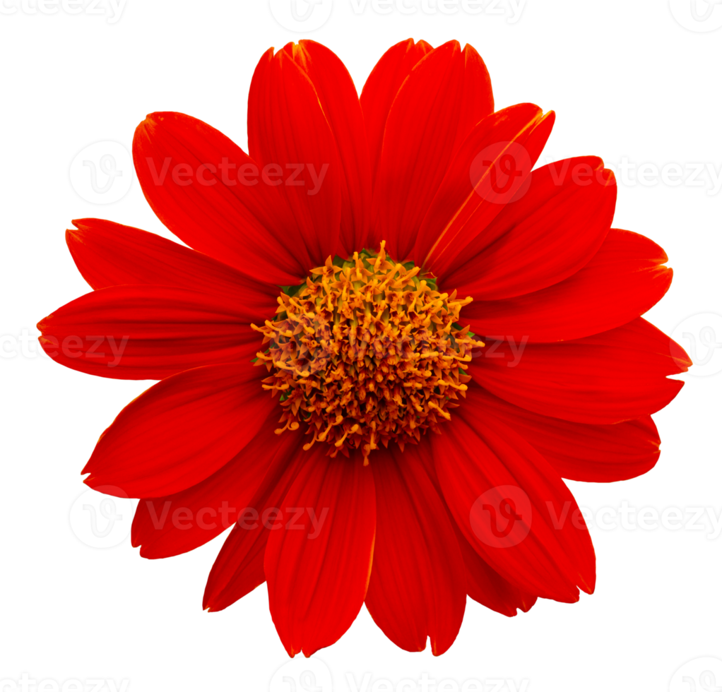 Red Mexican sunflower on transparent background - PNG File.