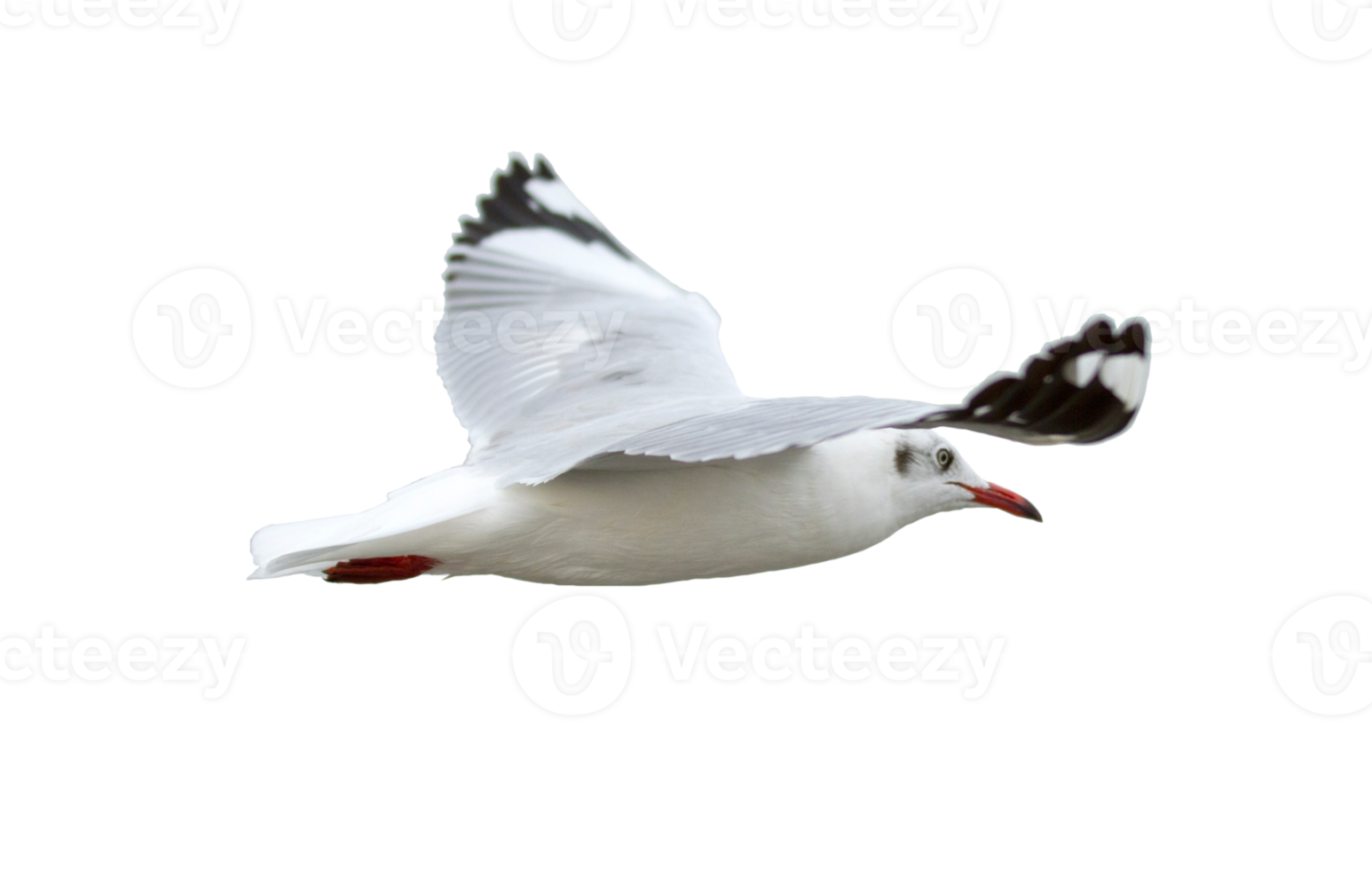 Seagull flying on transparent background - PNG File.