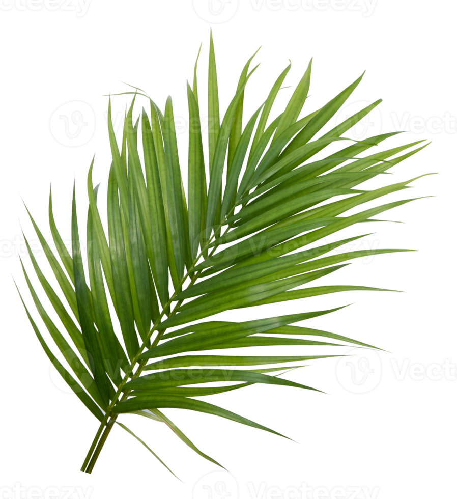 Tropical green leaf of palm tree on transparent background png file