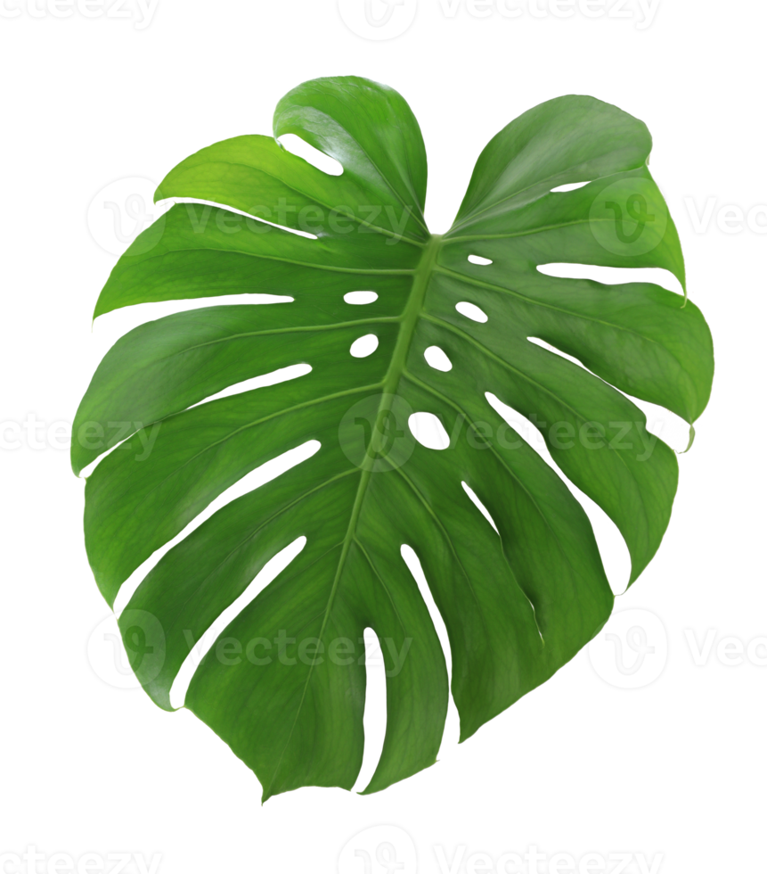 Monstera leaf on transparent background png file.