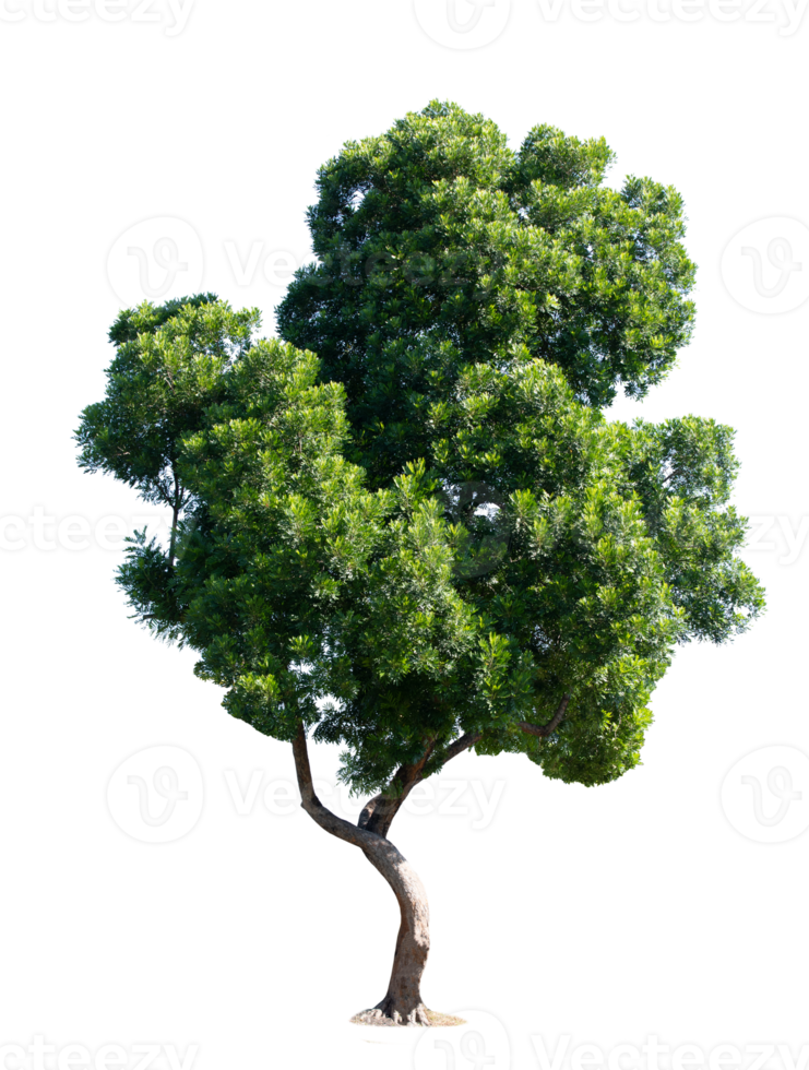 Green tree on transparent background png file.