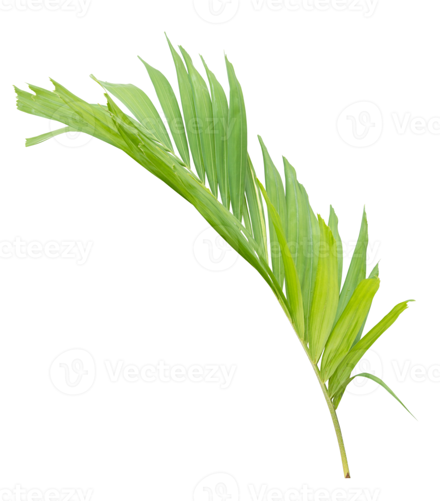 Green palm leaf on transparent background. png