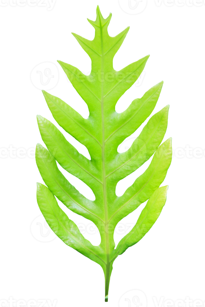 Green frond leaf on transparent background - PNG File.