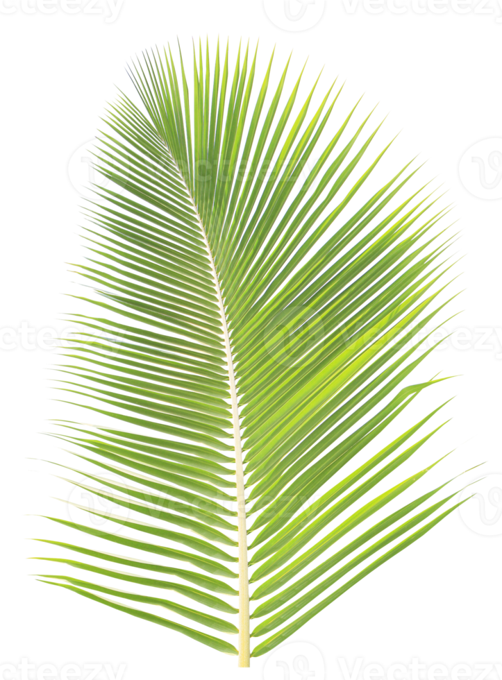 grön kokos blad på transparent bakgrund png