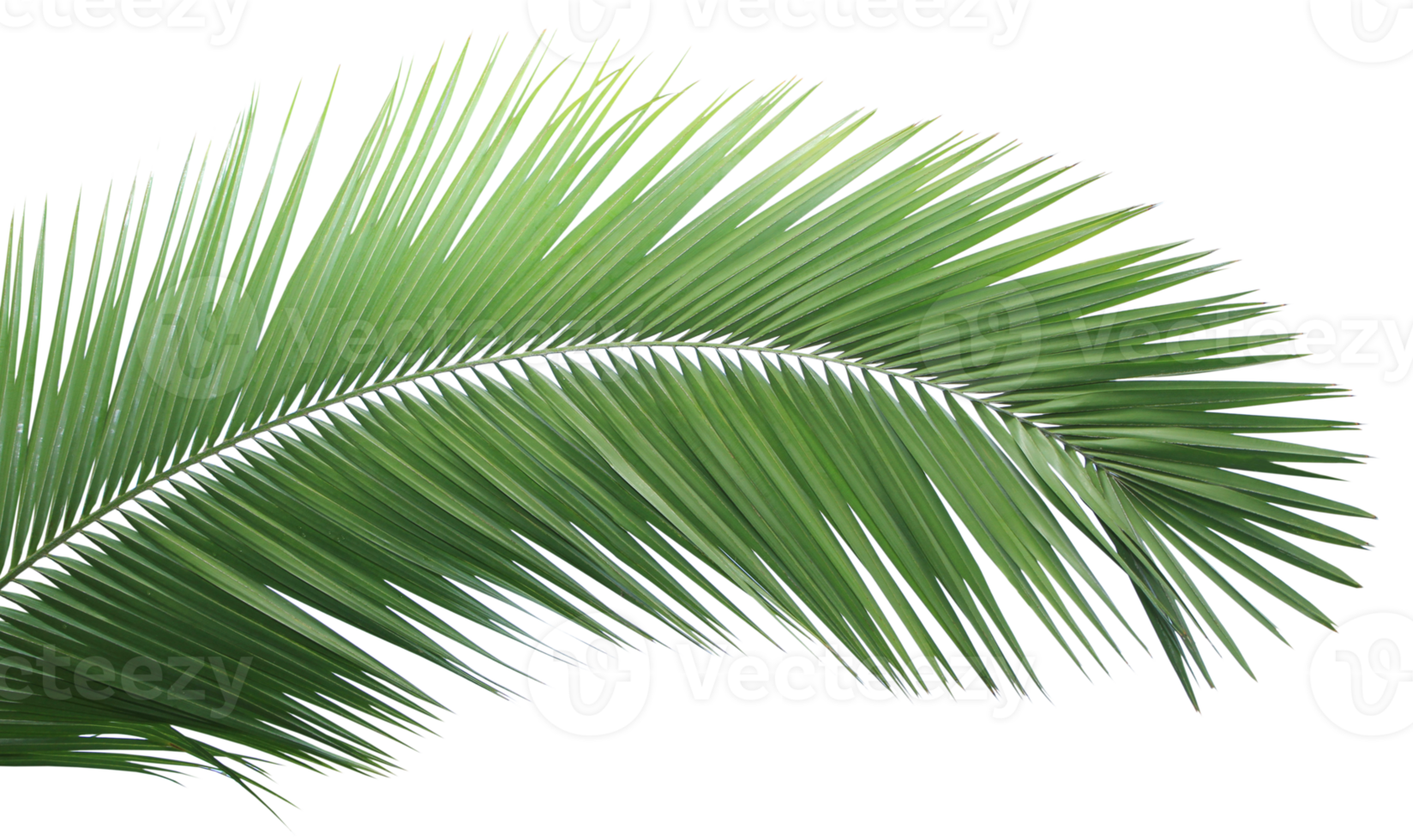 Green palm leaf on transparent background. png