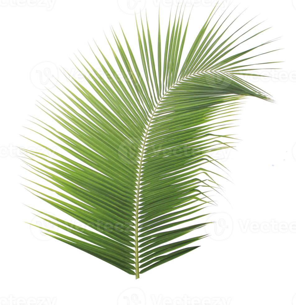 Green coconut leaf on transparent background png