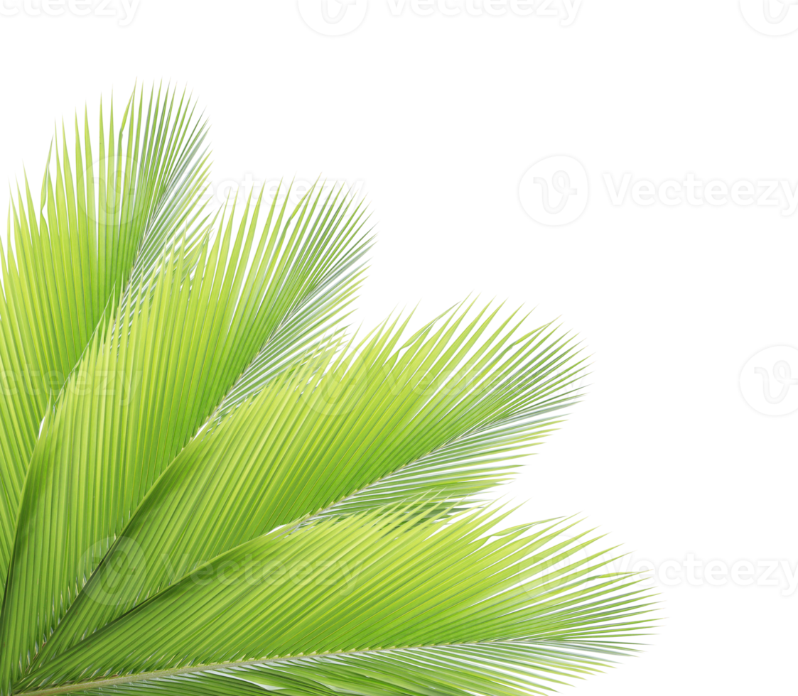 Green palm leaf on transparent background. png