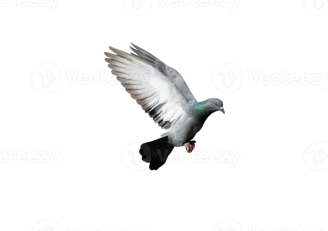 Pigeon in flight on transparent background. png