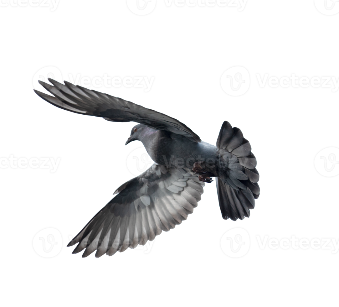 Pigeon en volant sur transparent Contexte - png