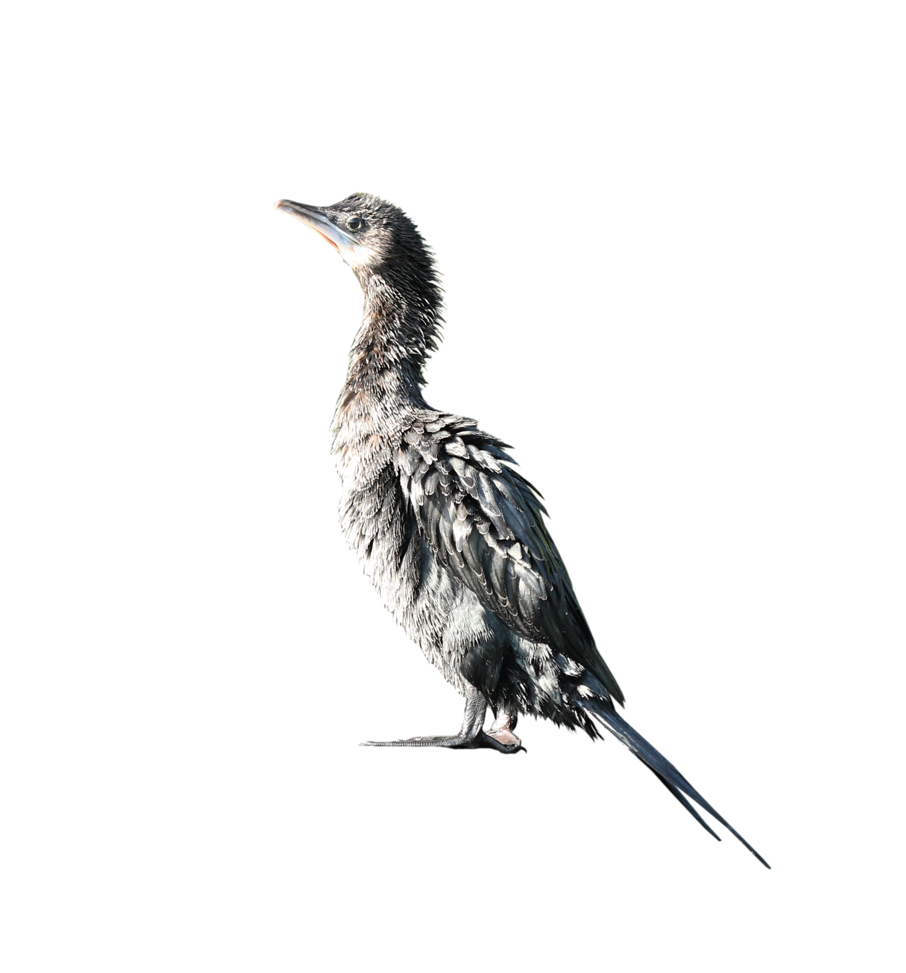 Little cormorant or Javanese cormorant on transparent background PNG