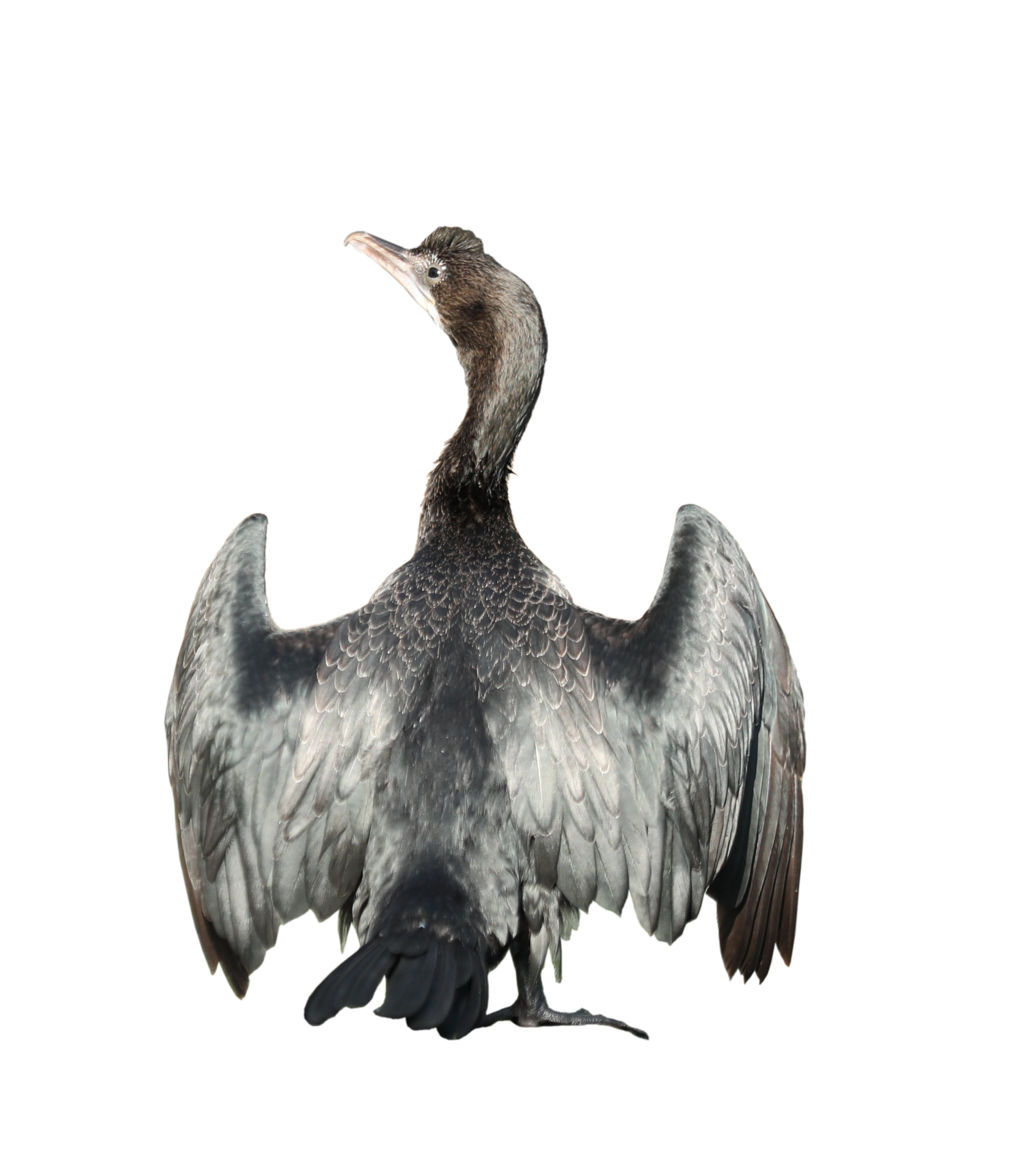 Free Little cormorant or Javanese cormorant spread wings isolated on