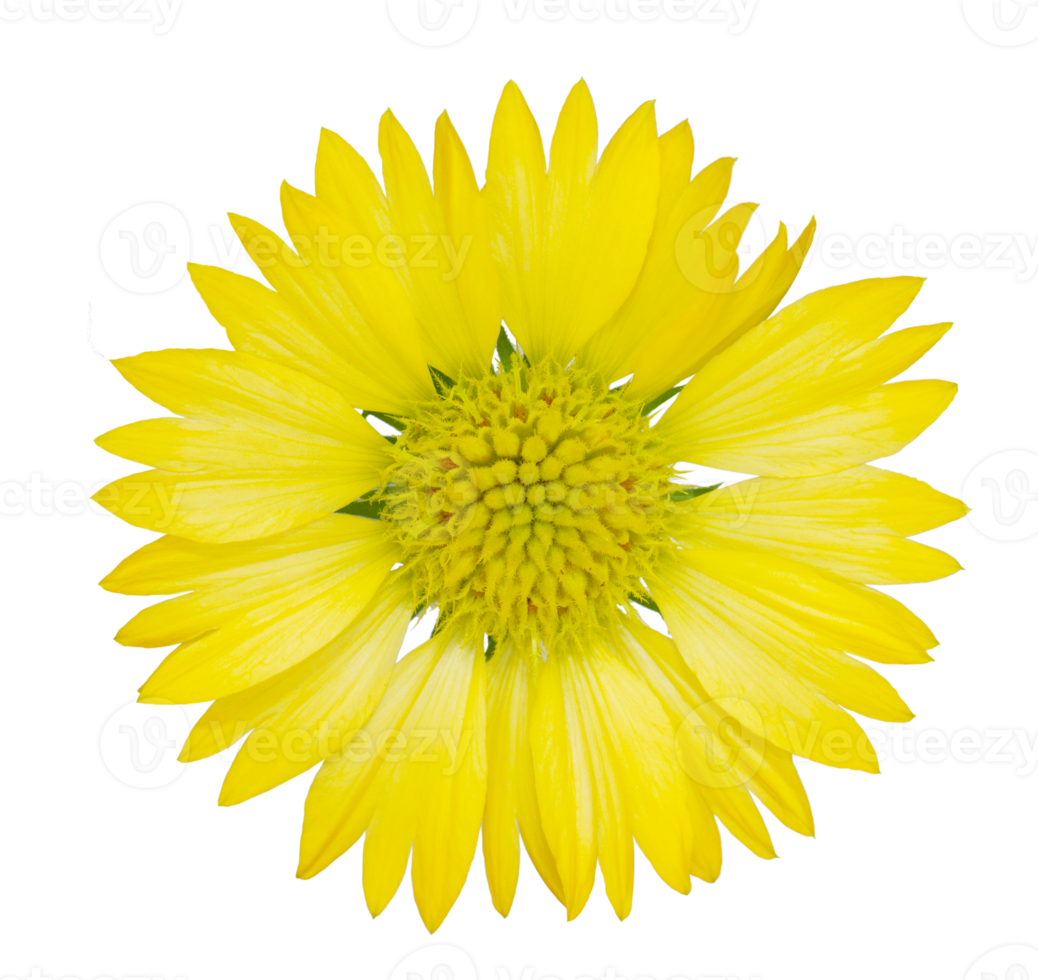 Yellow sunflower on transparent background - PNG File.