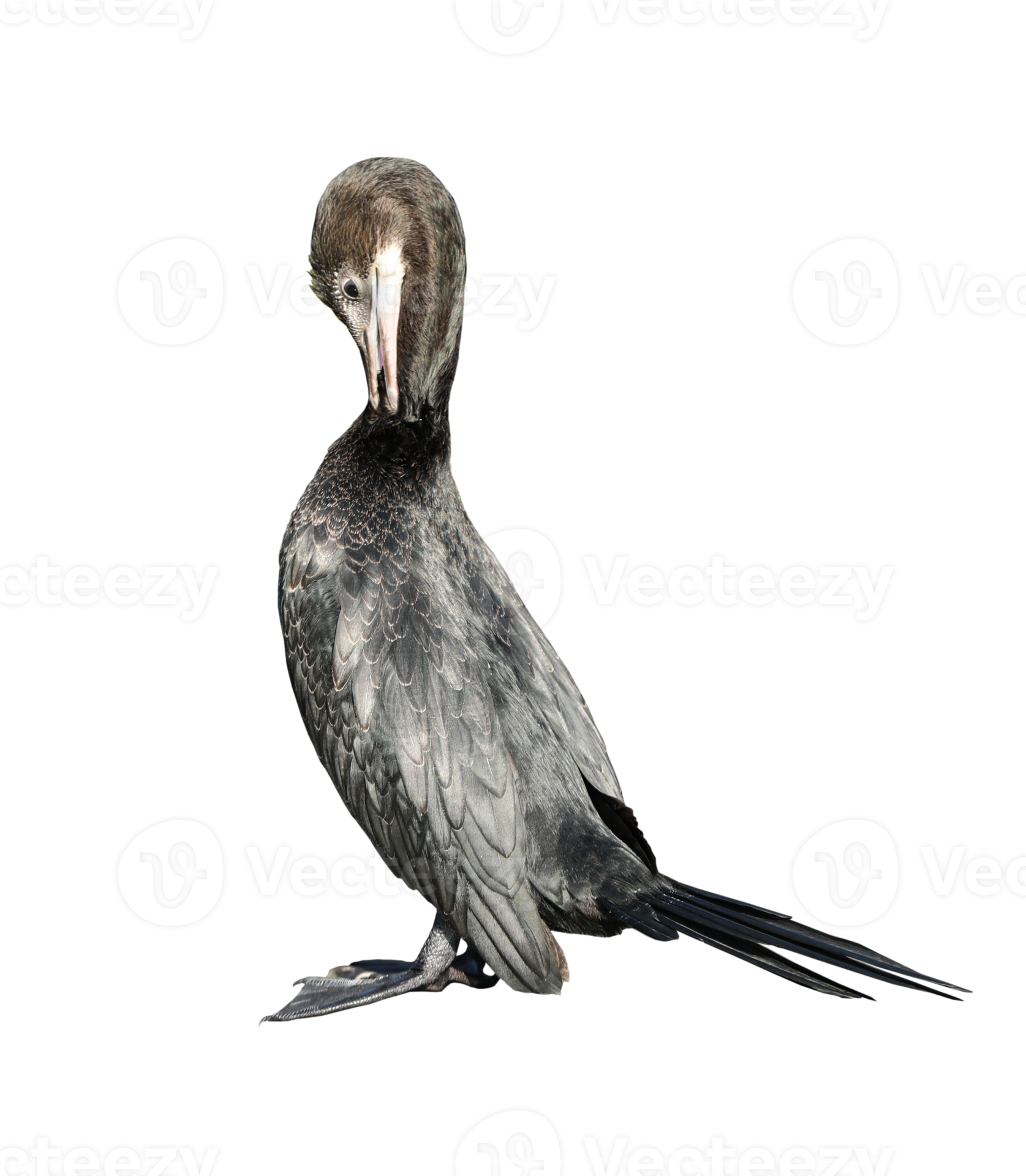 Free Little cormorant or Javanese cormorant on transparent background