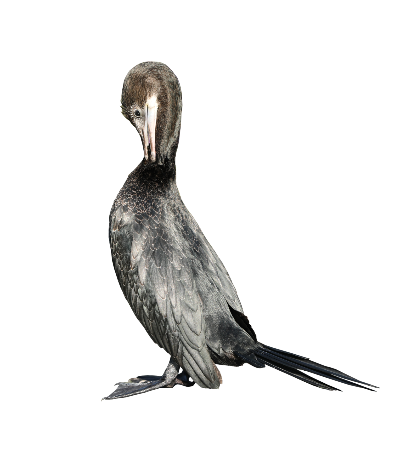 Free Little cormorant or Javanese cormorant on transparent background