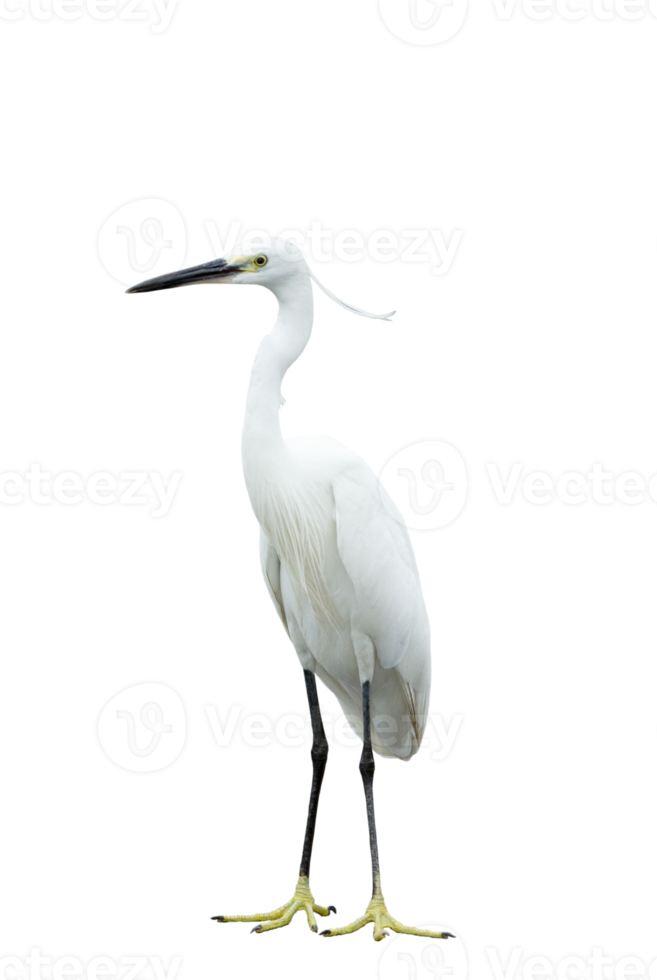 White egret on transparent background png