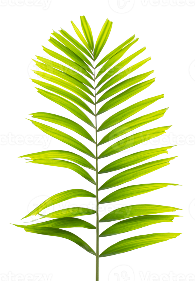 Green palm on transparent background png