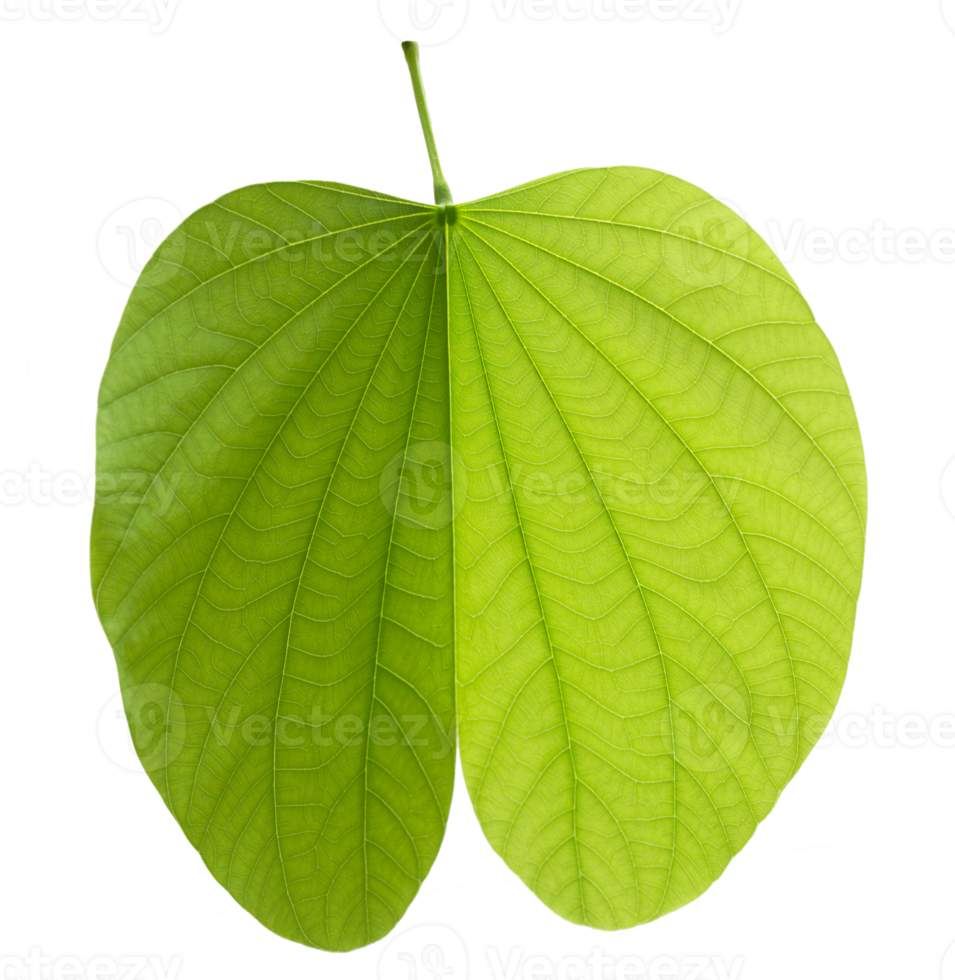 Green bauhinia leaf on transparent background - PNG File.