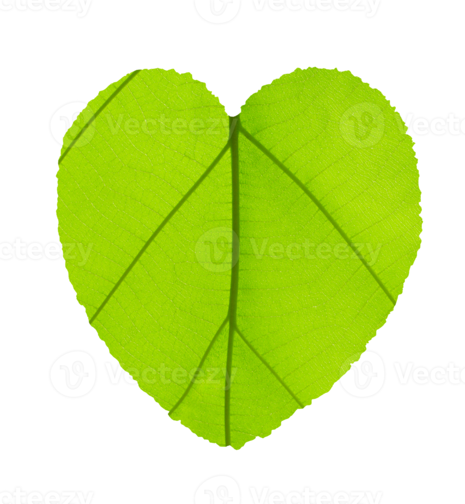Heart shape from green teak leaf background transparent PNG File