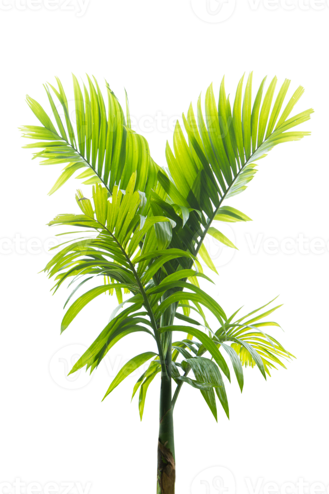 Tropical palm tree on transparent background PNG File.