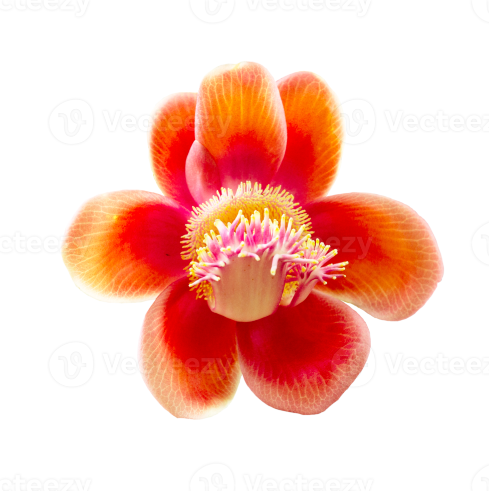 Cannonball flower on transparent background PNG File.